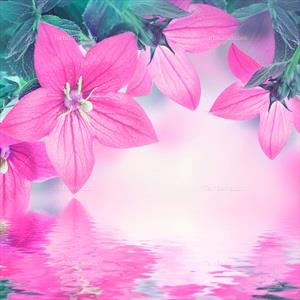 تصویر با کیفیت گل صورتی زیبا روی دریاچه